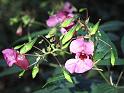 2011-10-02, Pilze (15)